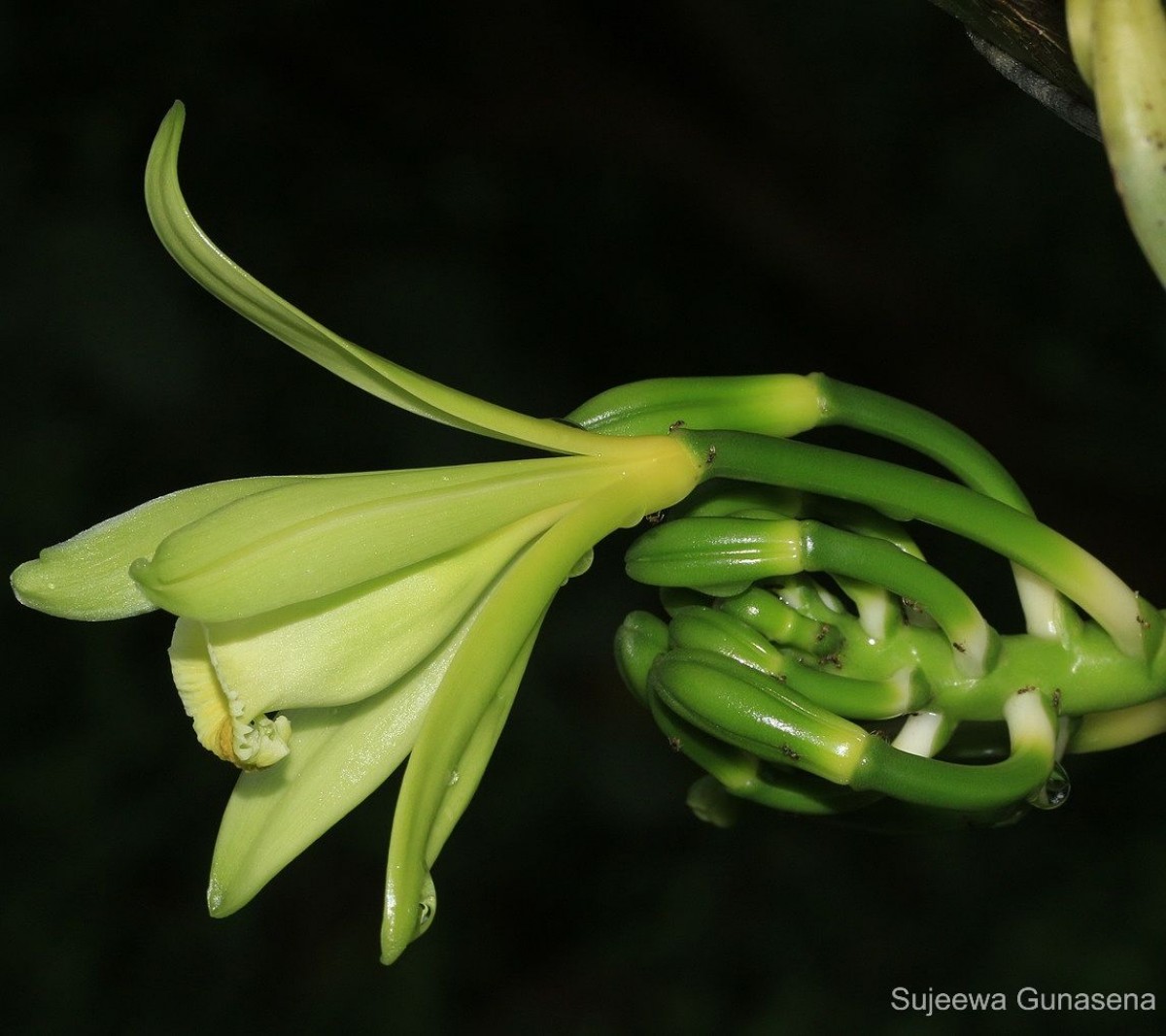 Vanilla planifolia Andrews